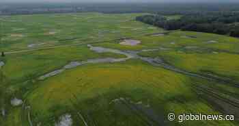 Thorhild, Westlock counties declare state of agricultural disasters due to rain