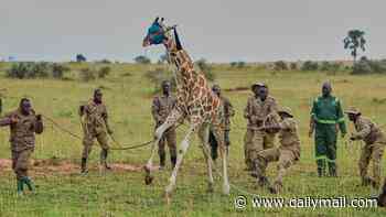 Necks stop! Sedated giraffe gets the VIP treatment as rangers move towering giant to new home