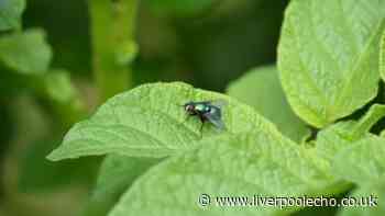 Keep flies out of your garden with 1 common food they hate — and it's not vinegar