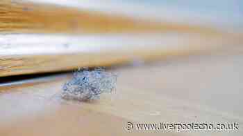 'How I keep my skirting boards and windows dust free thanks to £2 everyday item'