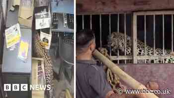 Liquor store employee narrowly escapes leopard attack