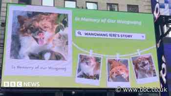 Blocked by censors, China's animal lovers take fight against abuse offline and overseas
