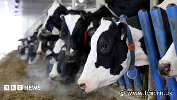 Canada's 'powerful' dairy sector is in Trump's trade crosshairs