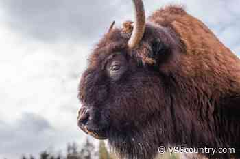 Yellowstone Bison Attack Victim Tells His Story From Hospital Bed