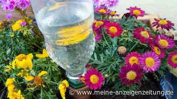 So bleibt der Garten im Urlaub gut versorgt