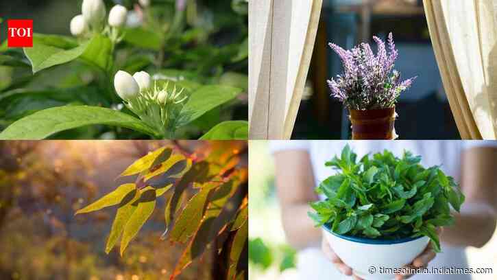 10 Fragrant indoor plants that will make your home smell naturally fresh