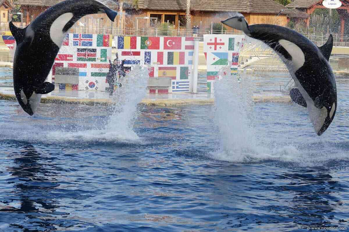 Transfert des orques de Marineland : pourquoi Wikie et Keijo sont toujours à Antibes ?