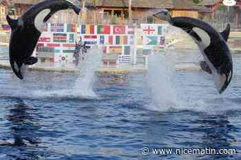 Transfert des orques de Marineland : pourquoi Wikie et Keijo sont toujours à Antibes ?