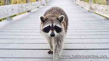 Who is Jimothy? How a tiny raccoon captured the nation's hearts