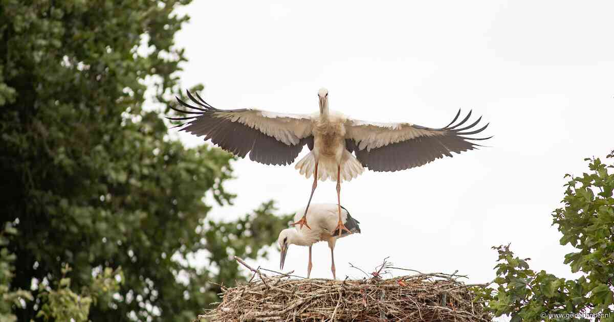 Hoe de ooievaar hier bijna uitgestorven was en nu weer voor een ‘babyboom’ zorgt