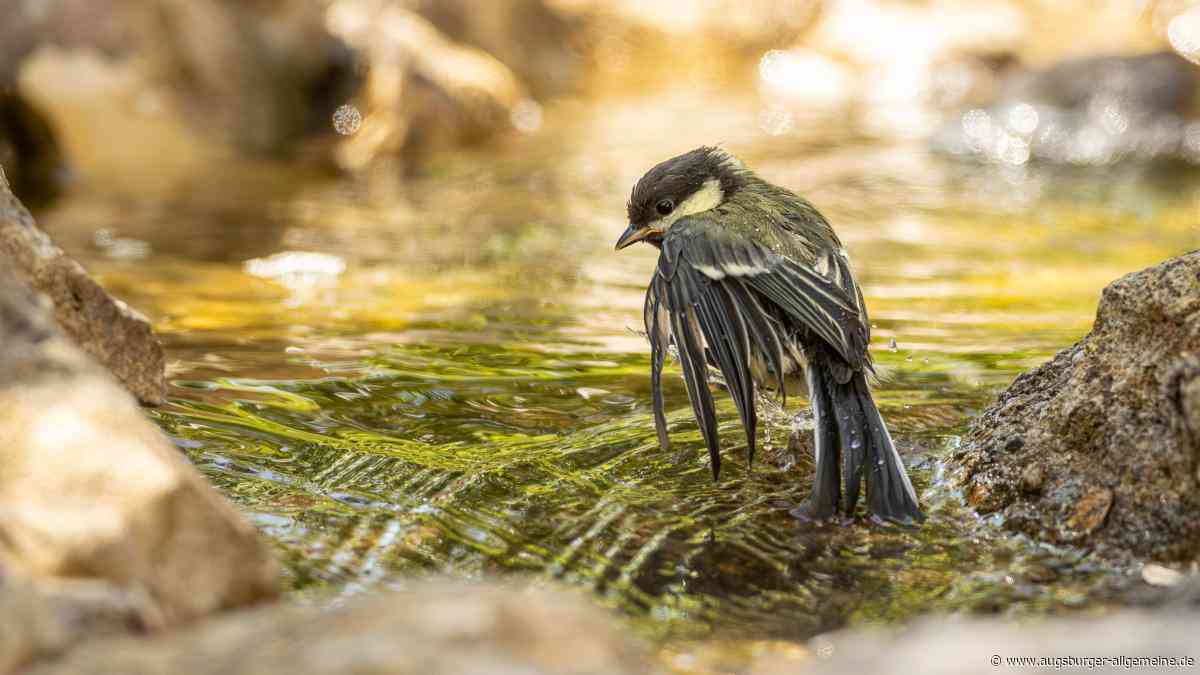 Badespaß für eine junge Kohlmeise in Illertissen