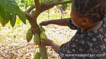Chocolademaker Lindt aangeklaagd in VS om kinderarbeid in Afrika
