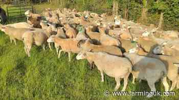Police appeal after 64 ewes and lambs taken in Cornwall