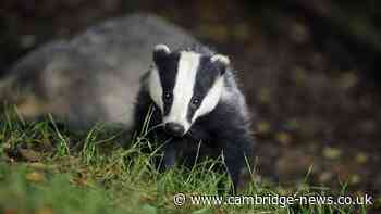 Two dead badgers found in carrier bag on Cambridgeshire border