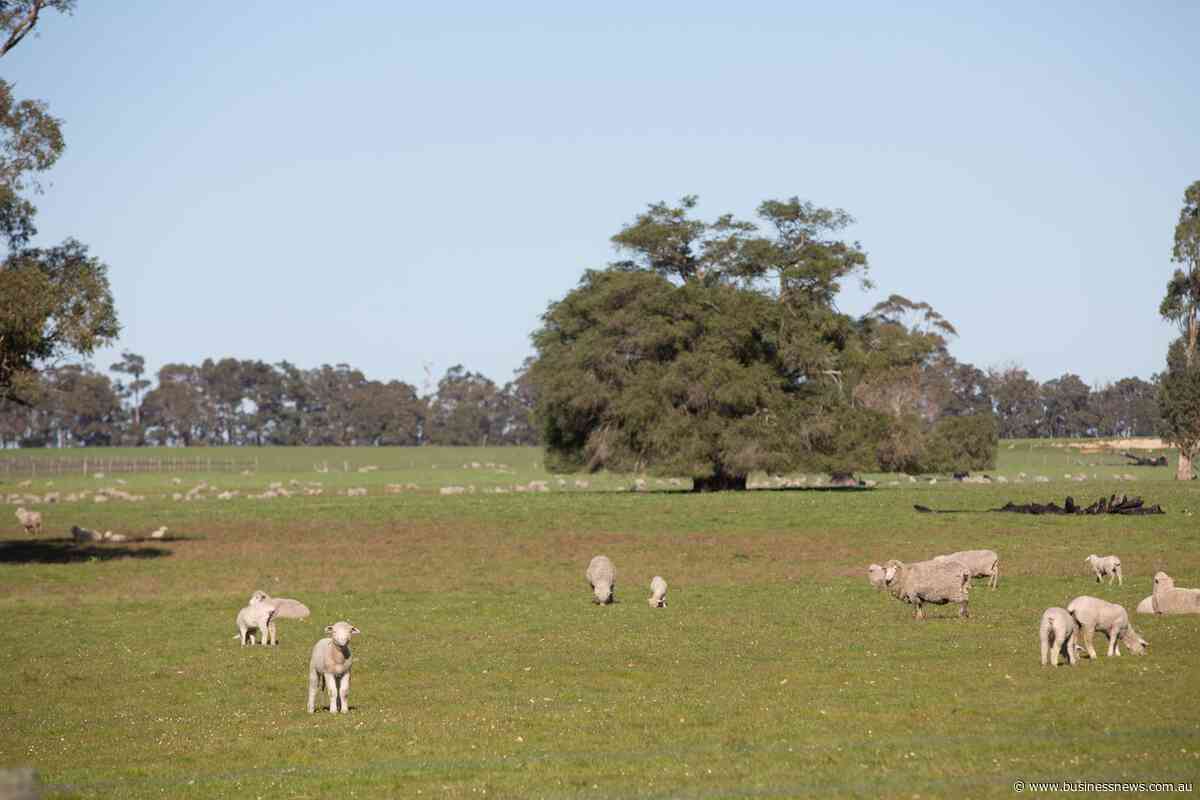 Dardanup Butchering Company gets approval for $55m Picton abattoir expansion
