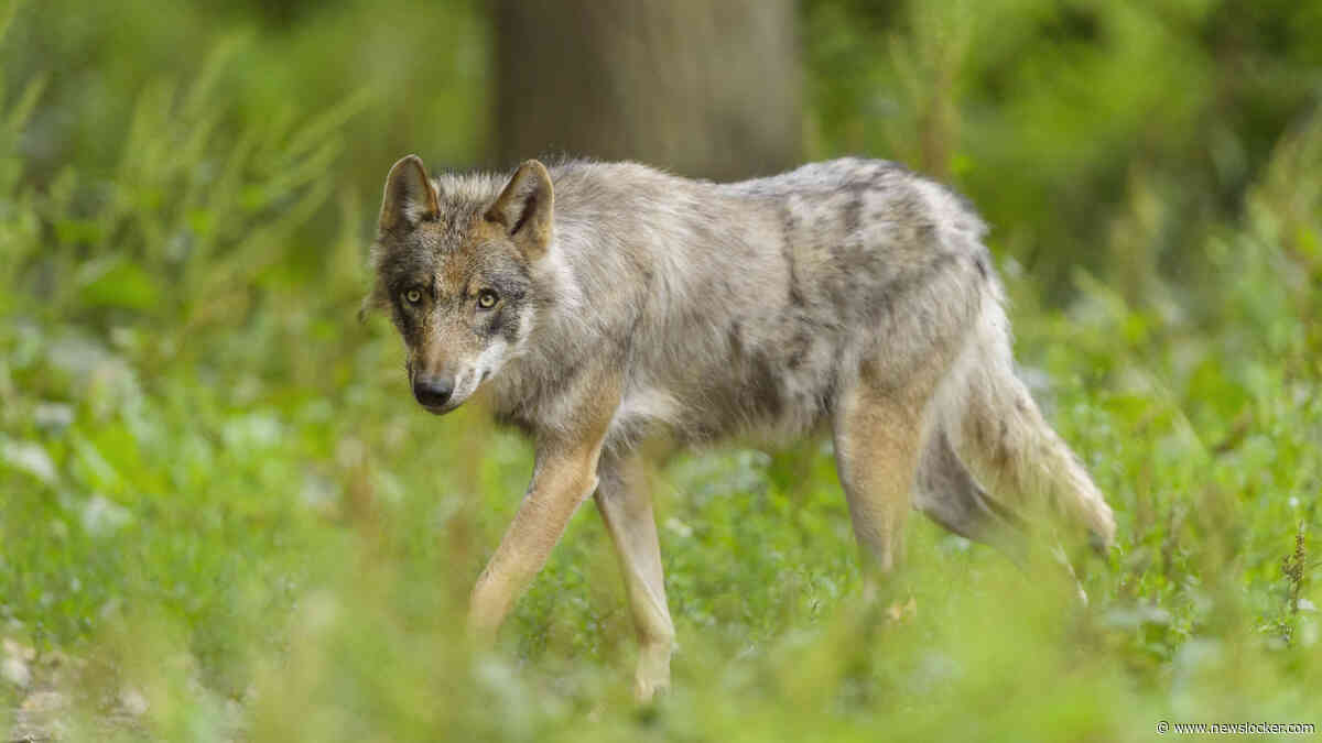 Wolf valt jongen (2) aan tijdens barbecue in Toscane: hond van gezin offert zichzelf op om kind te redden