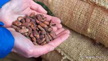 Lindt aangeklaagd in VS voor vermeende kinderarbeid in Afrikaanse cacaoketen