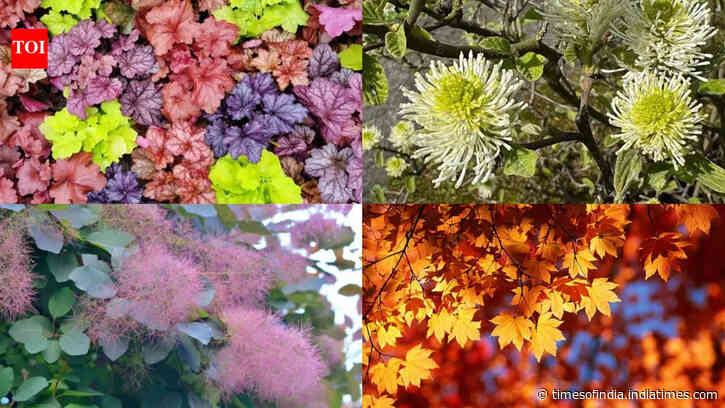 From Burning bush to Coral bells: 7 Plants that change colour through the seasons