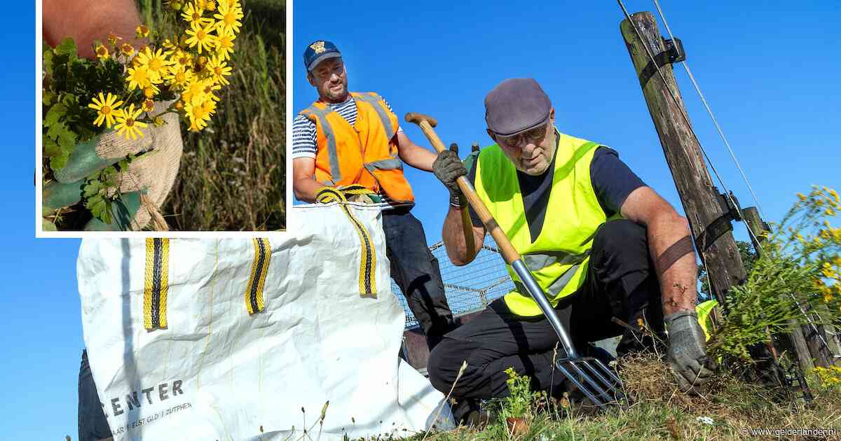 10 centimeter de grond in en meteen weg ermee: Jan waarschuwt voor giftig kruid in bermen en hooilanden