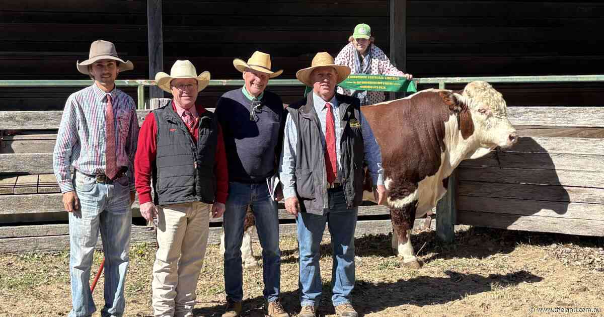 Sire's grandmother inspires interstate stud raid at 81st Glen Innes Hereford sale