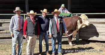 Sire's grandmother inspires interstate stud raid at 81st Glen Innes Hereford sale