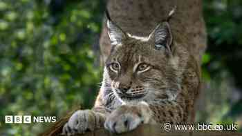 Rescued lynx from Ukraine settles into new habitat