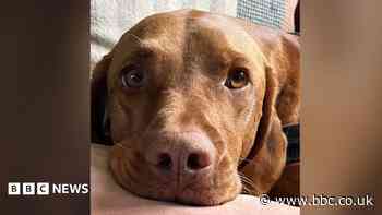Dog's 'horrific' ordeal sparks calls for snare ban