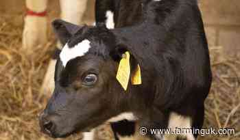 Scientists detect Johne's-linked antibodies in newborn calves