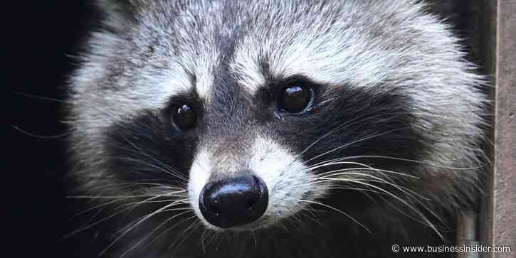 Jimothy the raccoon is proof that being weird, feral, and unknowable is the key to winning the internet
