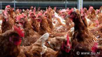 Boeren hoeven niet te vrezen dat natuurvergunningen massaal worden geschrapt