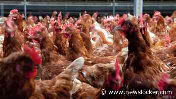 Boeren hoeven niet te vrezen dat natuurvergunningen massaal worden geschrapt