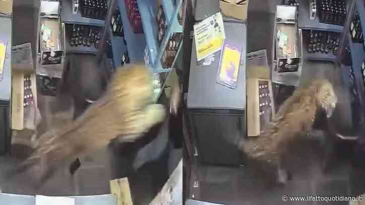 Leopardo entra in un negozio di liquori e semina il panico: aggredisce il cassiere e ferisce tre clienti, la scena choc ripresa dalle telecamere – IL VIDEO