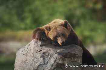 How Did a Bear End up on Top of a Power Pole? New Mexico Incident Ends Tragically