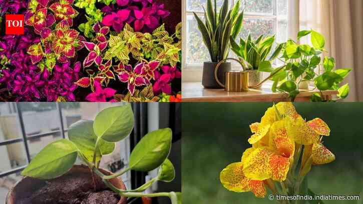 Want a lush garden this monsoon? These 7 fast-growing plants thrive with almost no care