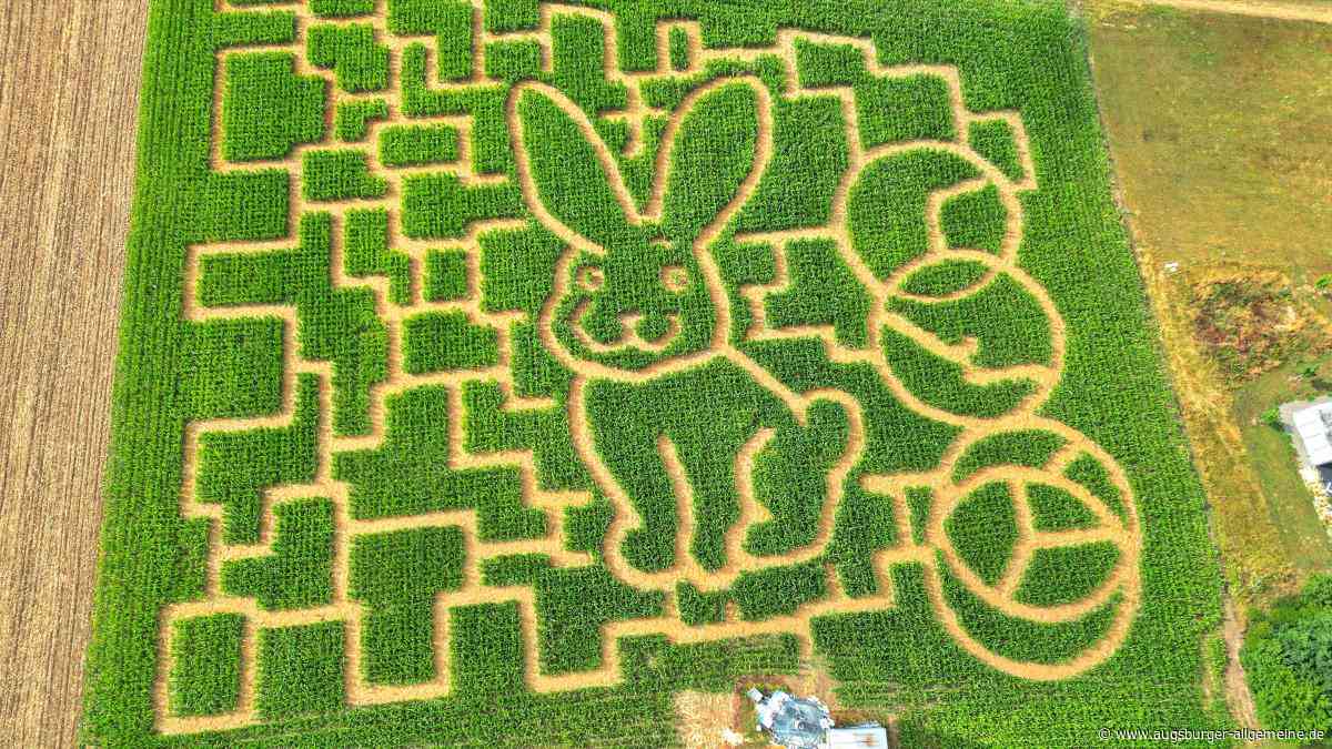 Suchen, raten und stempeln im Maislabyrinth in Seligweiler: Das ist geboten