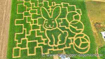 Suchen, raten und stempeln im Maislabyrinth in Seligweiler: Das ist geboten