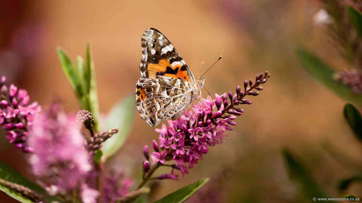 Welsh residents urged to watch for one type of butterfly during ‘once in a decade’ event