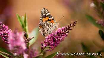 Welsh residents urged to watch for one type of butterfly during ‘once in a decade’ event