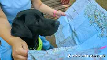Top guide dog myths debunked – can they really read maps?