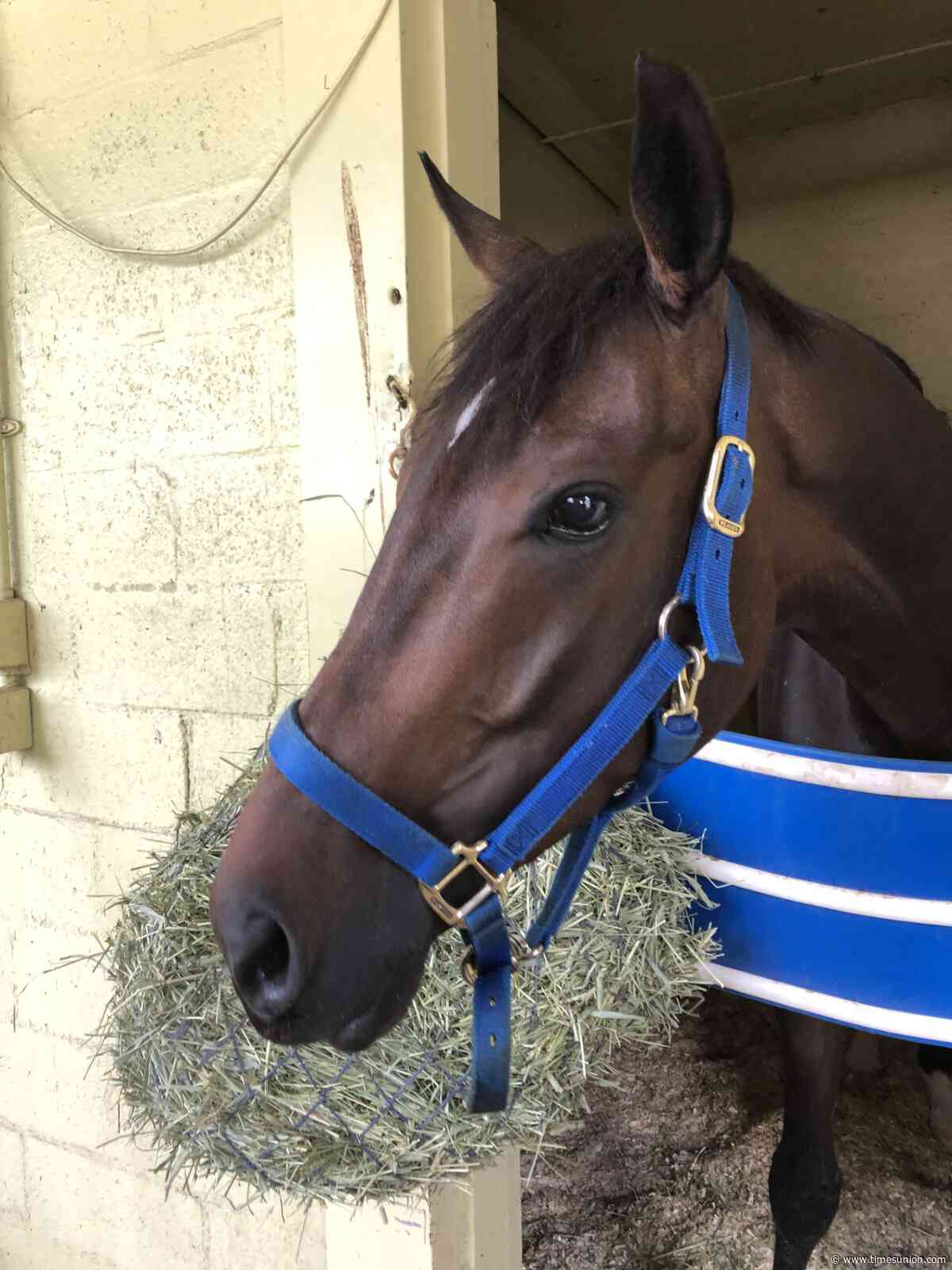 Aftercare Day at Saratoga puts ponies in the spotlight