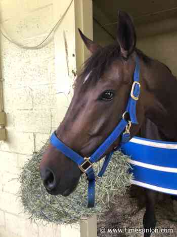 Aftercare Day at Saratoga puts ponies in the spotlight