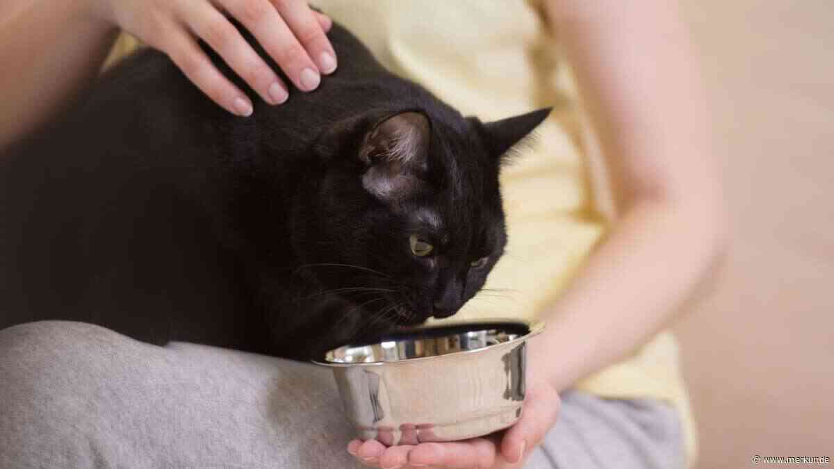Als Katzenbesitzer im Urlaub: Welche Betreuung für Ihr Tier die beste Wahl ist