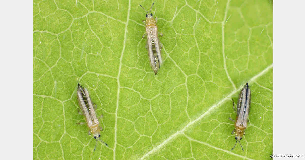 Telers onderzoeken biologische aanpak van trips in uien met natuurlijke vijanden