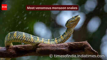 10 most venomous snakes in India that are commonly spotted during the monsoon and where you may encounter them