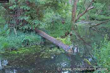 Rare heron spotted on camera at Somerset National Trust site
