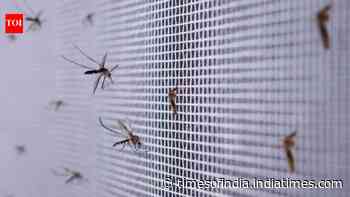 The hidden places mosquitoes breed around your home