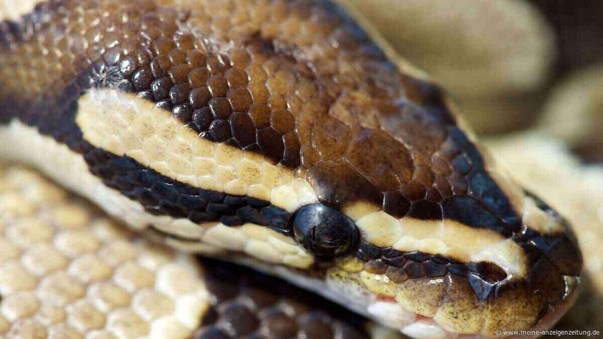 Pizza gegen Python: Florida-Laden tauscht tote Schlangen gegen Spezialpizza