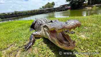 Gatorama brings guests face-to-face with Florida's apex predator