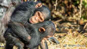 Great apes avoid conflict by hugging and kissing each other