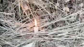 Arsonists spread Italian wildfires by tying flammable rags to cats’ tails